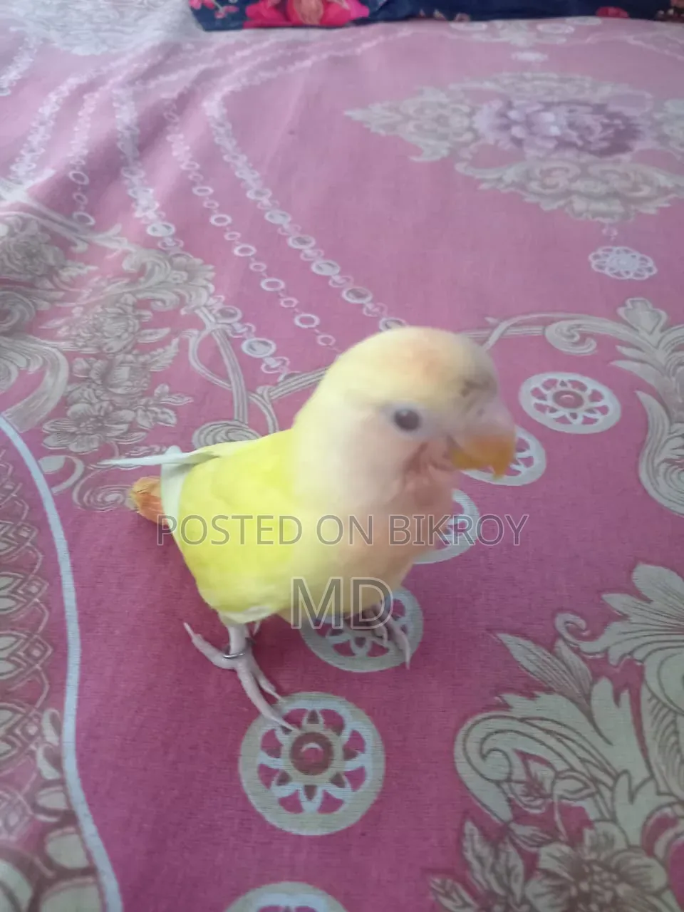 Love Bird