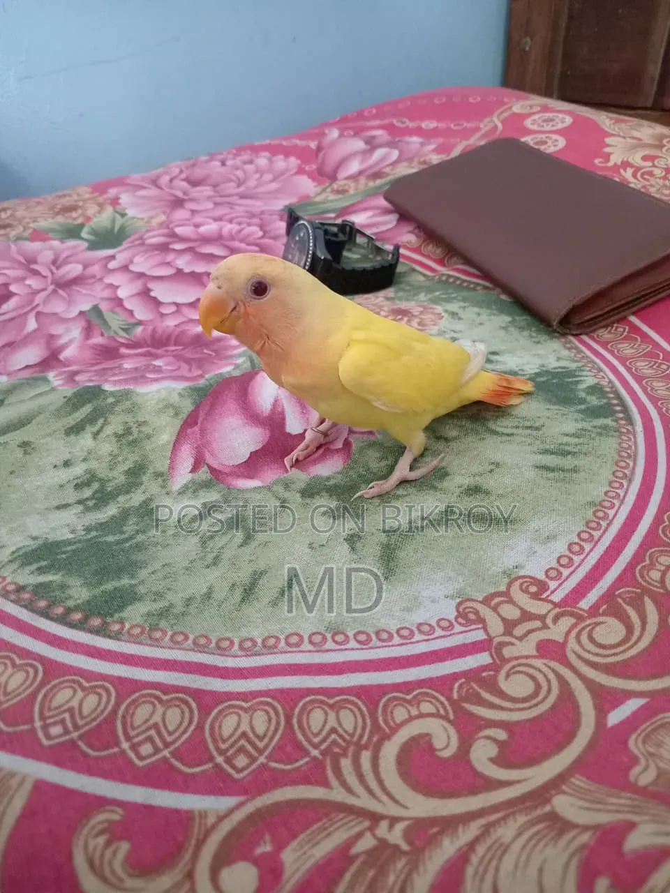 Love Bird