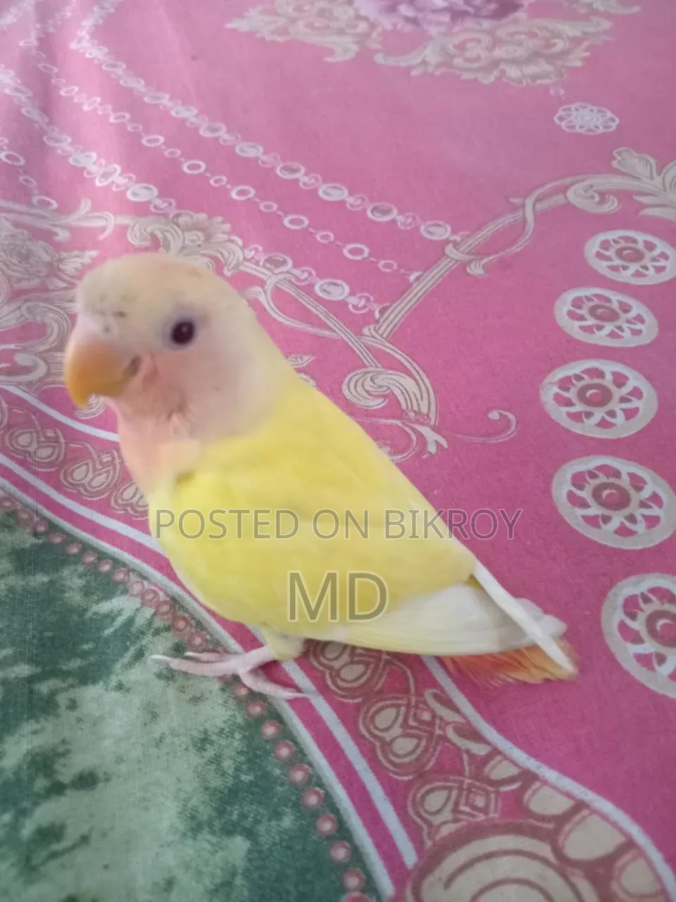 Love Bird