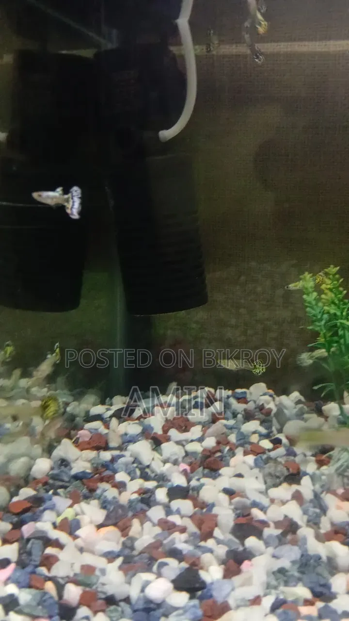 Cobra Guppy Buy 1pair Get 1pair Free Offer!!