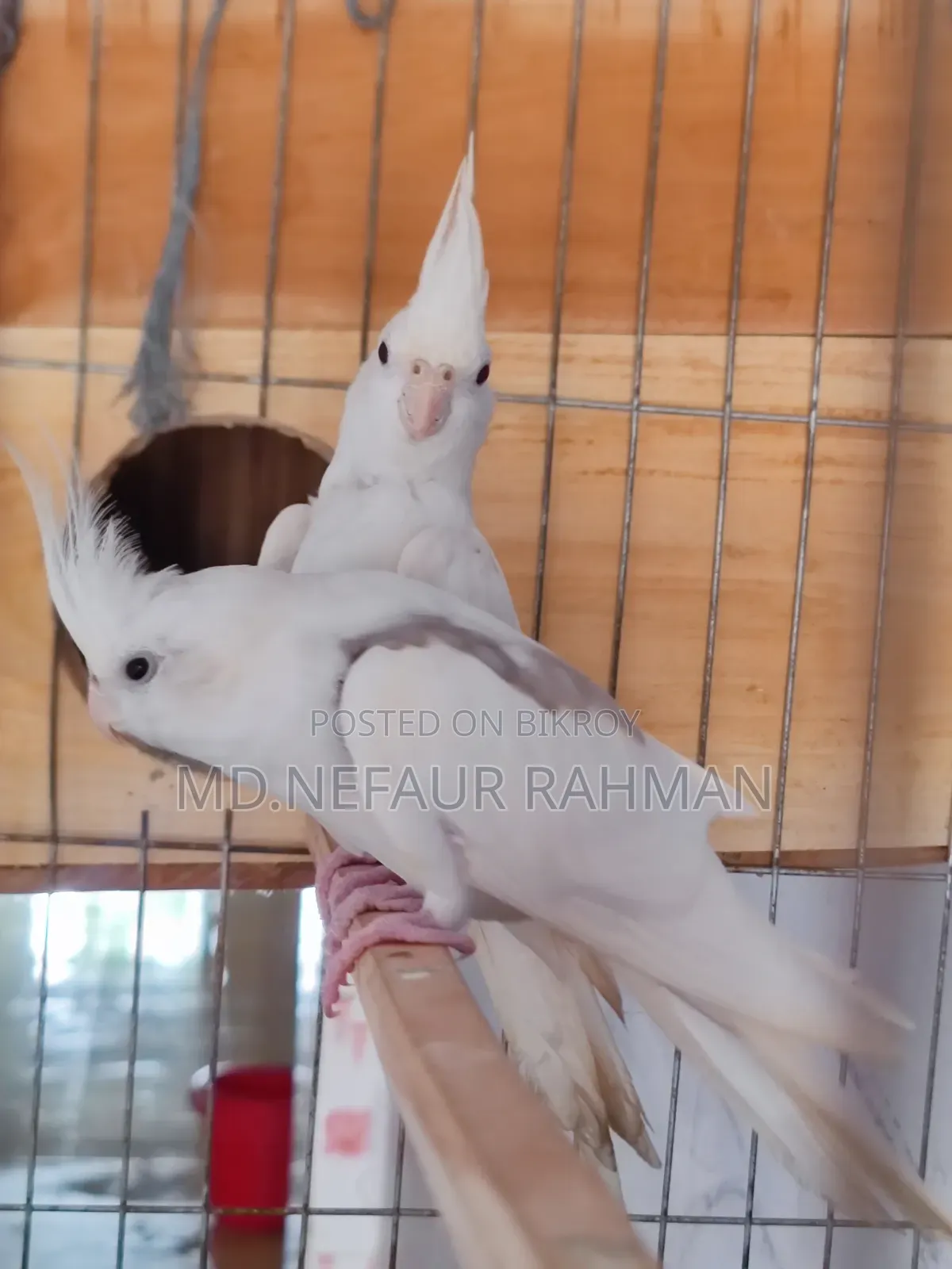 Albino Cockatiel, Master Pair for Sale.