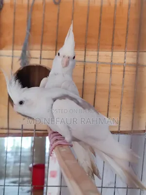 Albino Cockatiel, Master Pair for Sale.