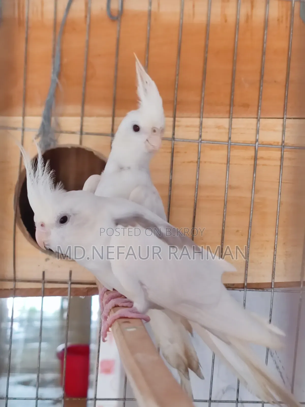 Albino Cockatiel, Master Pair for Sale.