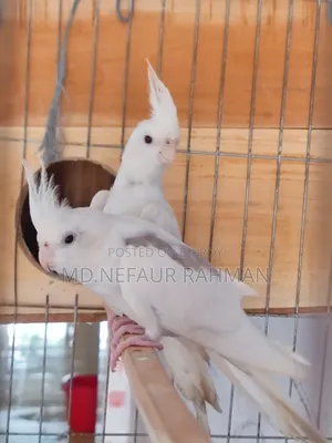 Albino Cockatiel, Master Pair for Sale.