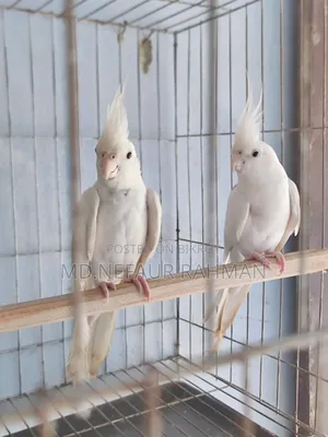 Albino Cockatiel, Master Pair for Sale.