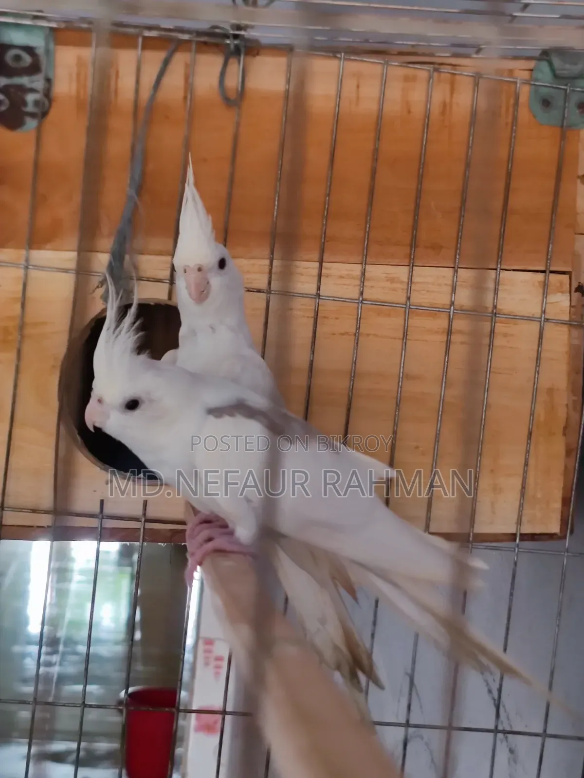 Albino Cockatiel, Master Pair for Sale.