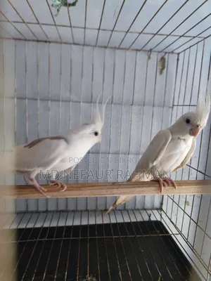 Albino Cockatiel, Master Pair for Sale.
