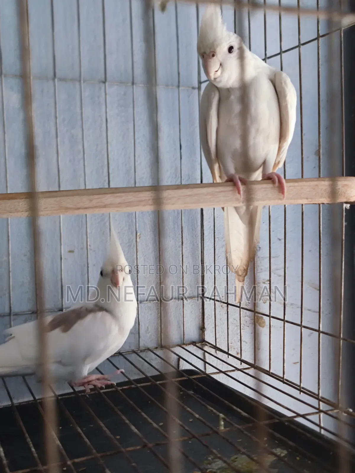 Albino Cockatiel, Master Pair for Sale.