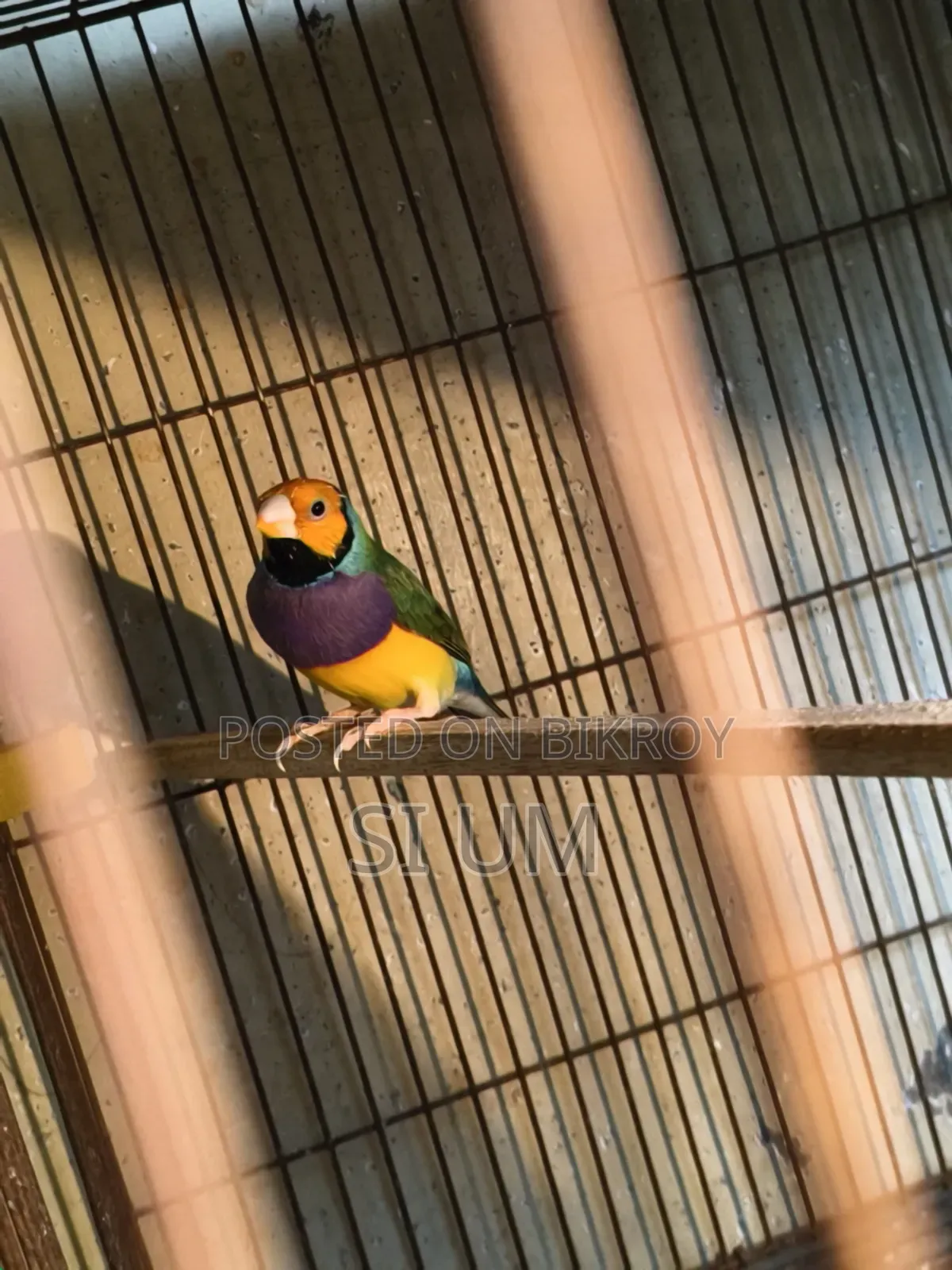 Golding Finch Male