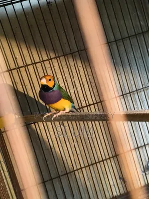 Golding Finch Male