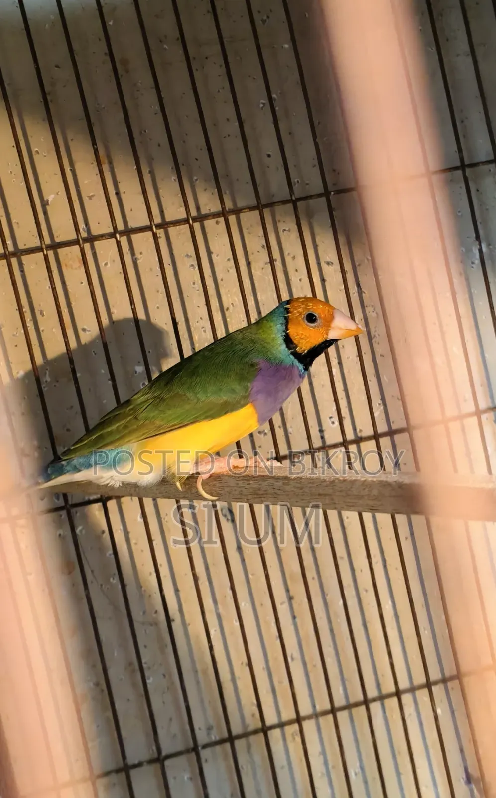 Golding Finch Male