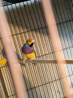 Golding Finch Male