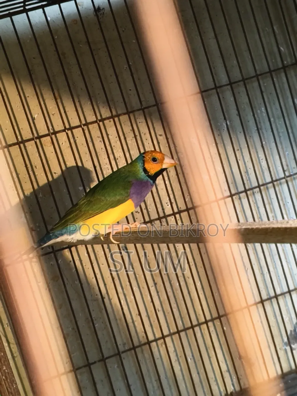 Golding Finch Male