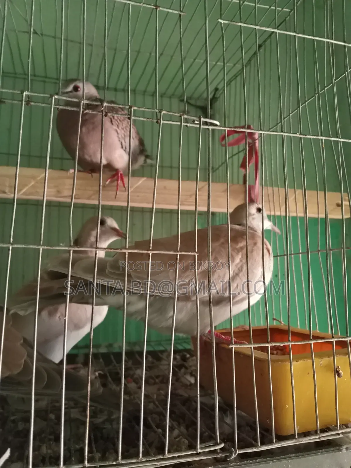 নিউ এডাল্ট অস্টেলিয়ান ঘুঘু