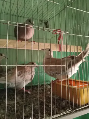 নিউ এডাল্ট অস্টেলিয়ান ঘুঘু