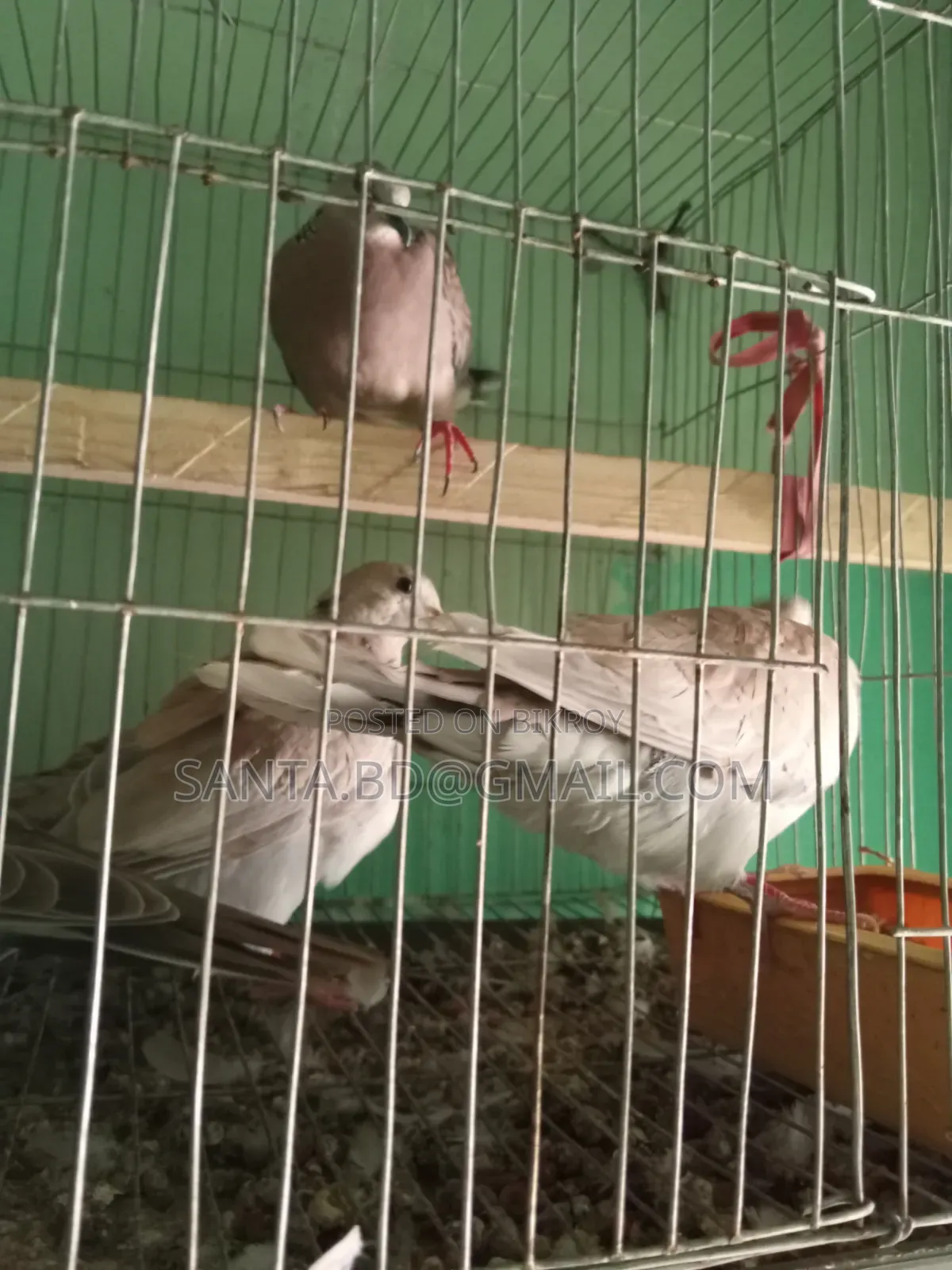 নিউ এডাল্ট অস্টেলিয়ান ঘুঘু