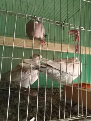 নিউ এডাল্ট অস্টেলিয়ান ঘুঘু