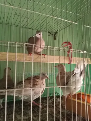 নিউ এডাল্ট অস্টেলিয়ান ঘুঘু