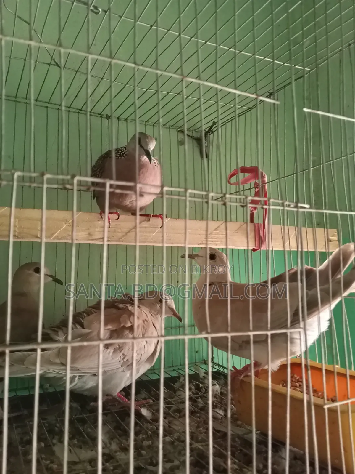 নিউ এডাল্ট অস্টেলিয়ান ঘুঘু