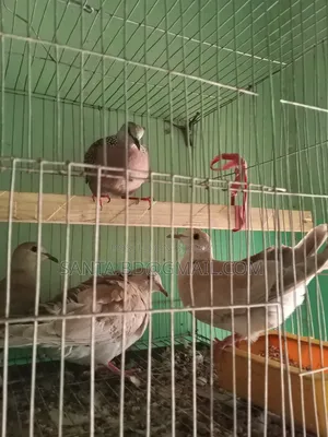 নিউ এডাল্ট অস্টেলিয়ান ঘুঘু