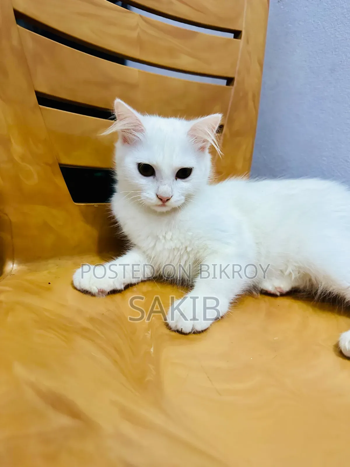 1-3 Months Female Mixed Breed American Curl