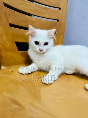 1-3 Months Female Mixed Breed American Curl