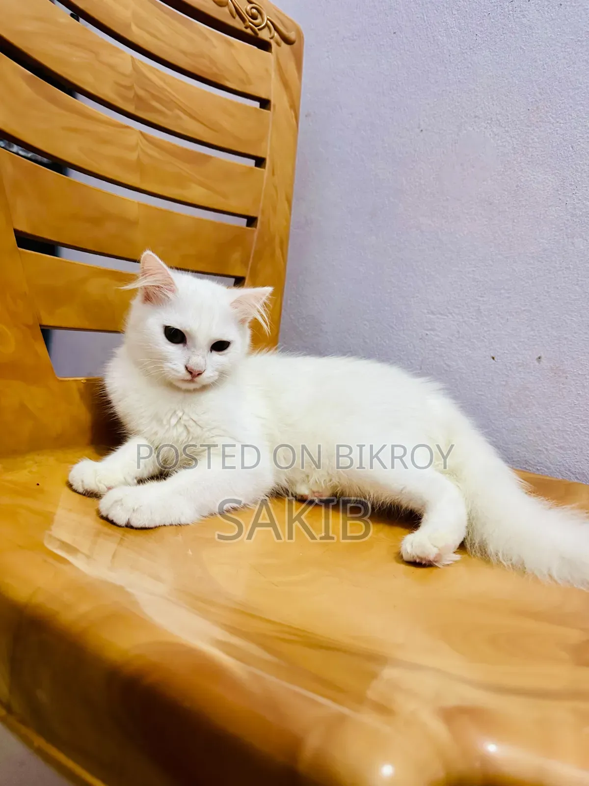 1-3 Months Female Mixed Breed American Curl