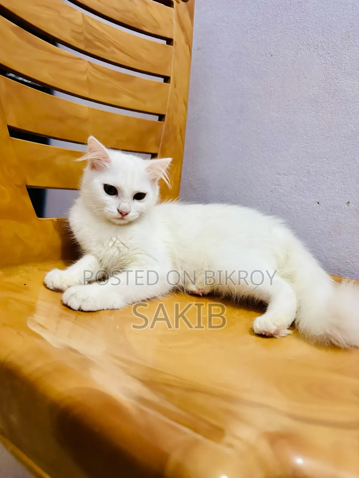 1-3 Months Female Mixed Breed American Curl