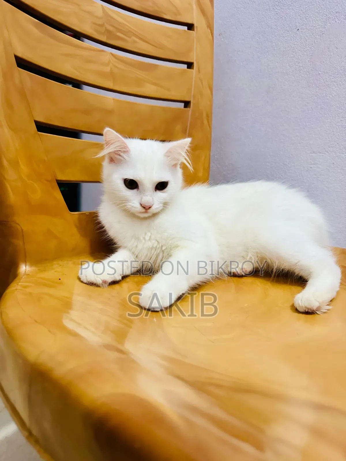 1-3 Months Female Mixed Breed American Curl