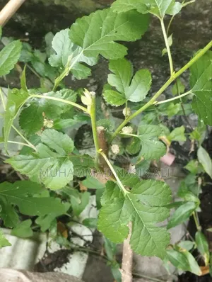 ব্ল্যাক বেরি