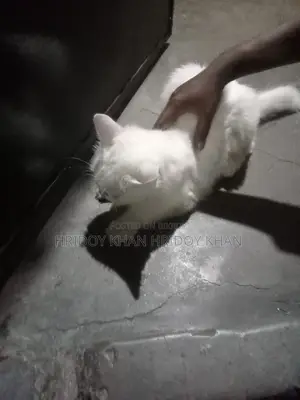 ৩-৬ মাস বয়সী মিক্সড ব্রিড বেঙ্গল বিড়াল