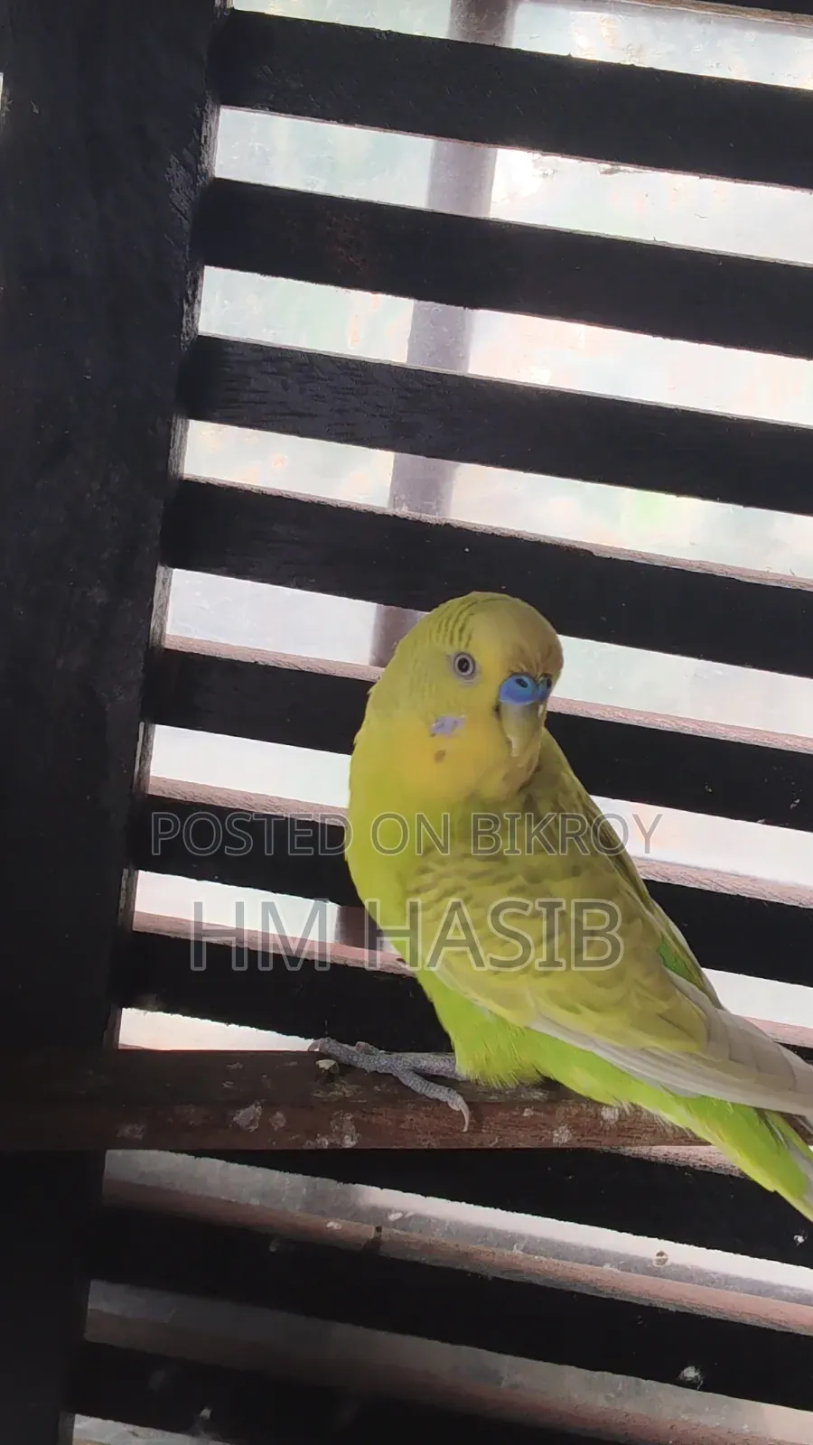 Running Breeding Birds