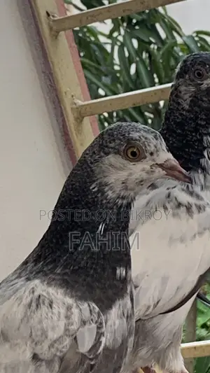 Nepali Yellow Eye Pigeon