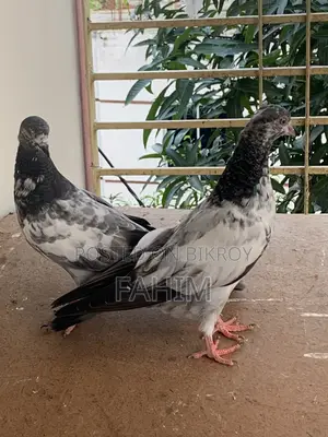 Nepali Yellow Eye Pigeon