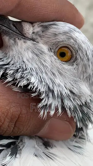 Nepali Yellow Eye Pigeon