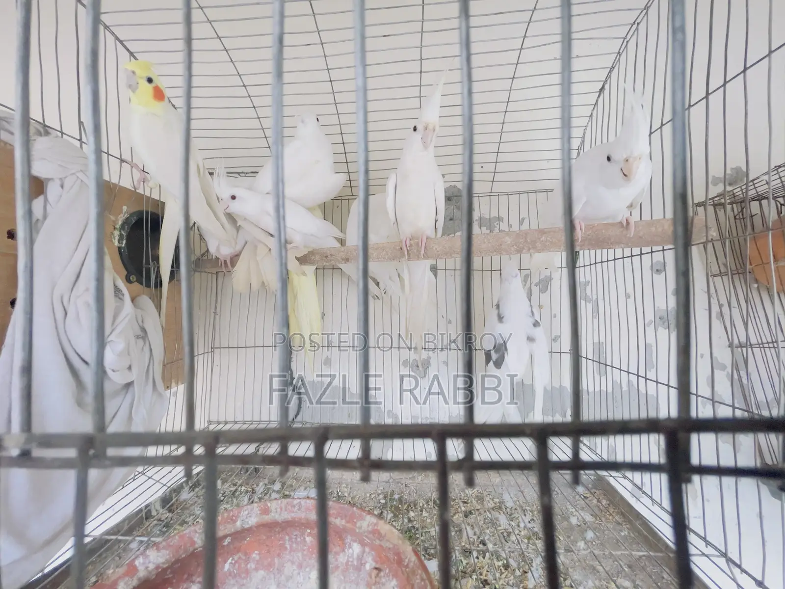 Proven Lutino, Albino, Pearl, Mot 5 Pair Dim Baca Kora Cockatiels