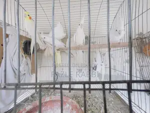 Proven Lutino, Albino, Pearl, Mot 5 Pair Dim Baca Kora Cockatiels
