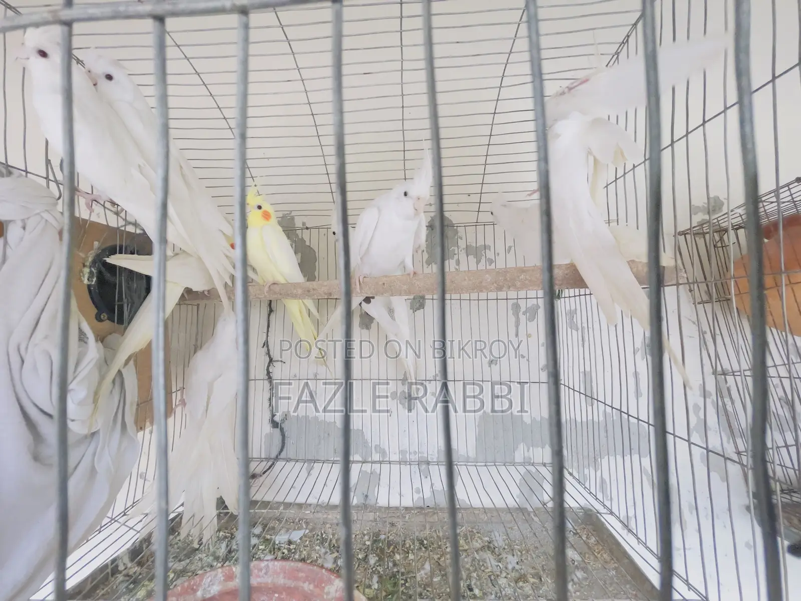 Proven Lutino, Albino, Pearl, Mot 5 Pair Dim Baca Kora Cockatiels