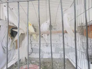 Proven Lutino, Albino, Pearl, Mot 5 Pair Dim Baca Kora Cockatiels