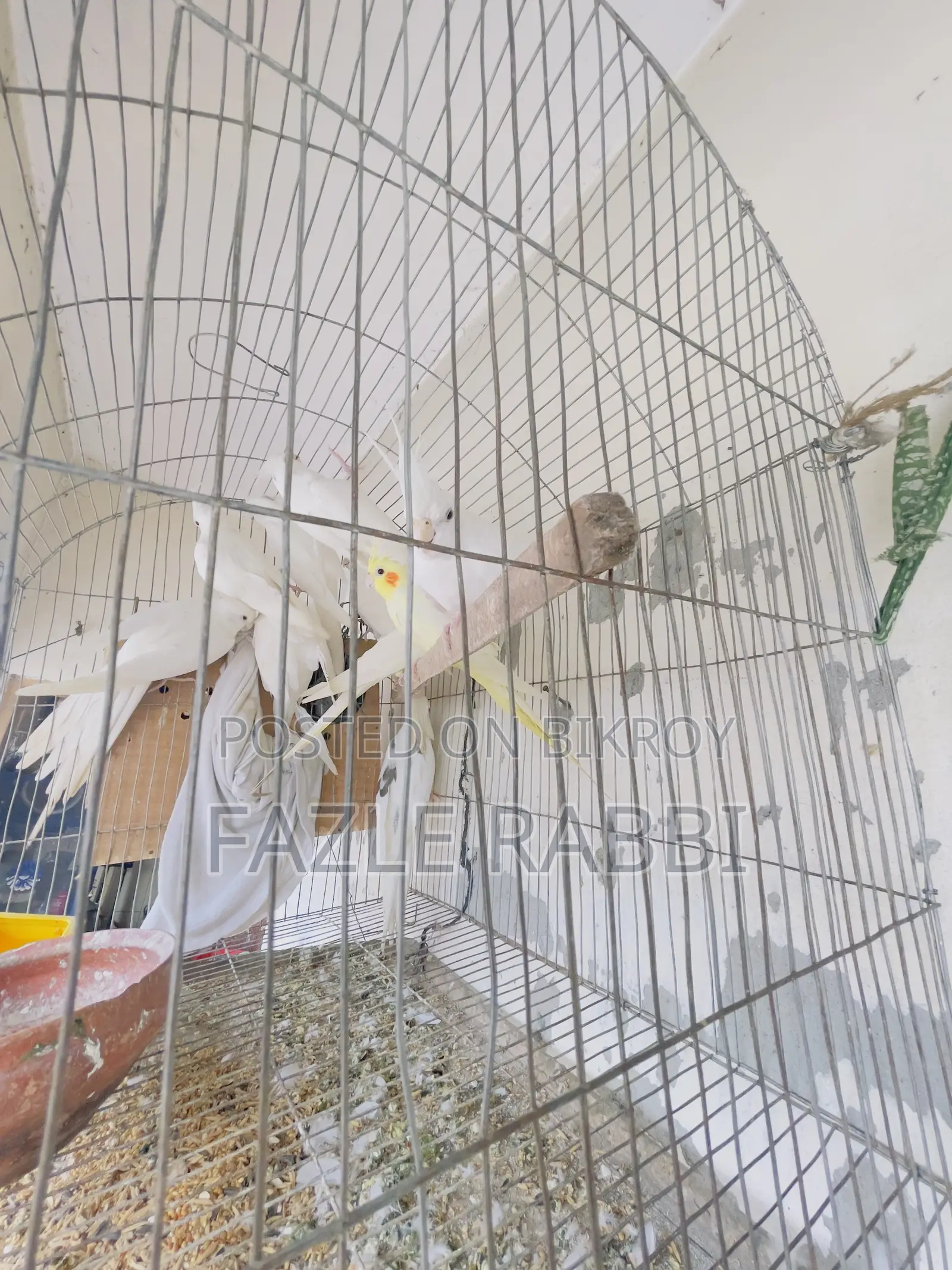 Proven Lutino, Albino, Pearl, Mot 5 Pair Dim Baca Kora Cockatiels
