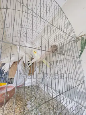 Proven Lutino, Albino, Pearl, Mot 5 Pair Dim Baca Kora Cockatiels