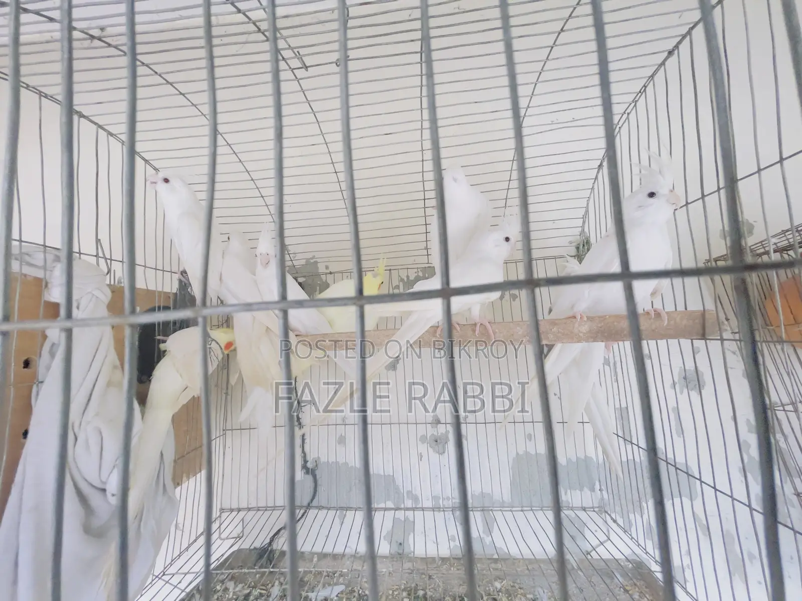 Proven Lutino, Albino, Pearl, Mot 5 Pair Dim Baca Kora Cockatiels
