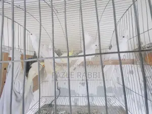 Proven Lutino, Albino, Pearl, Mot 5 Pair Dim Baca Kora Cockatiels