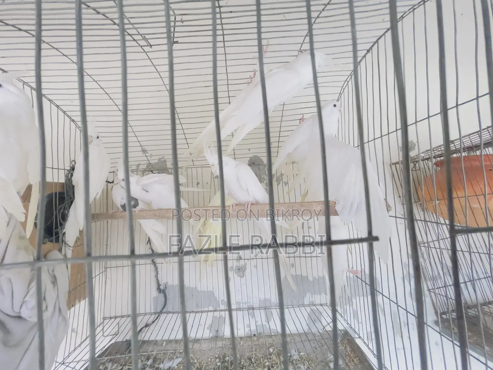 Proven Lutino, Albino, Pearl, Mot 5 Pair Dim Baca Kora Cockatiels