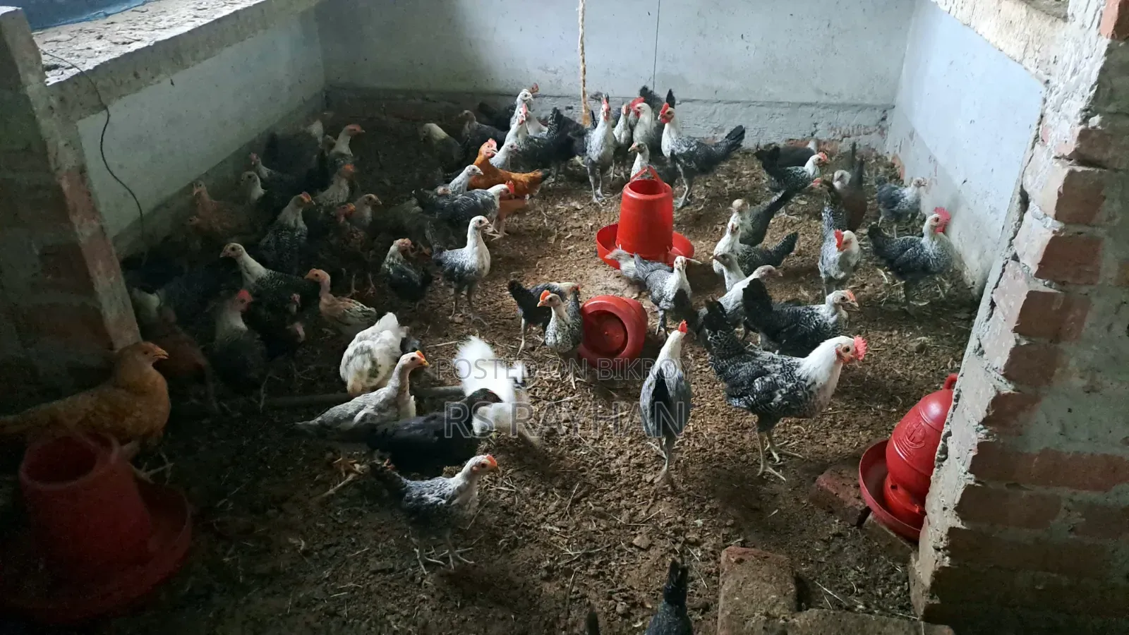 Fayoumi chickens for sale.