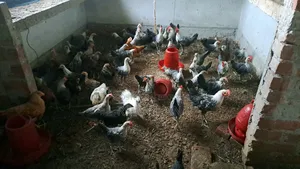Fayoumi chickens for sale.