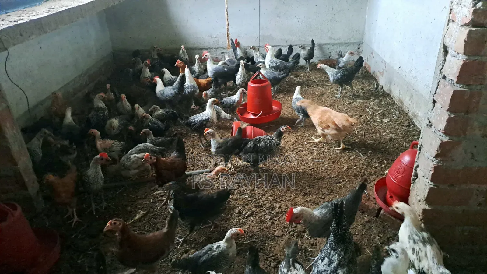 Fayoumi chickens for sale.