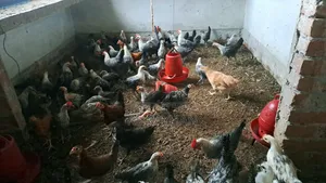 Fayoumi chickens for sale.