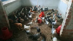 Fayoumi chickens for sale.
