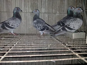 1 pair Racer Pigeon